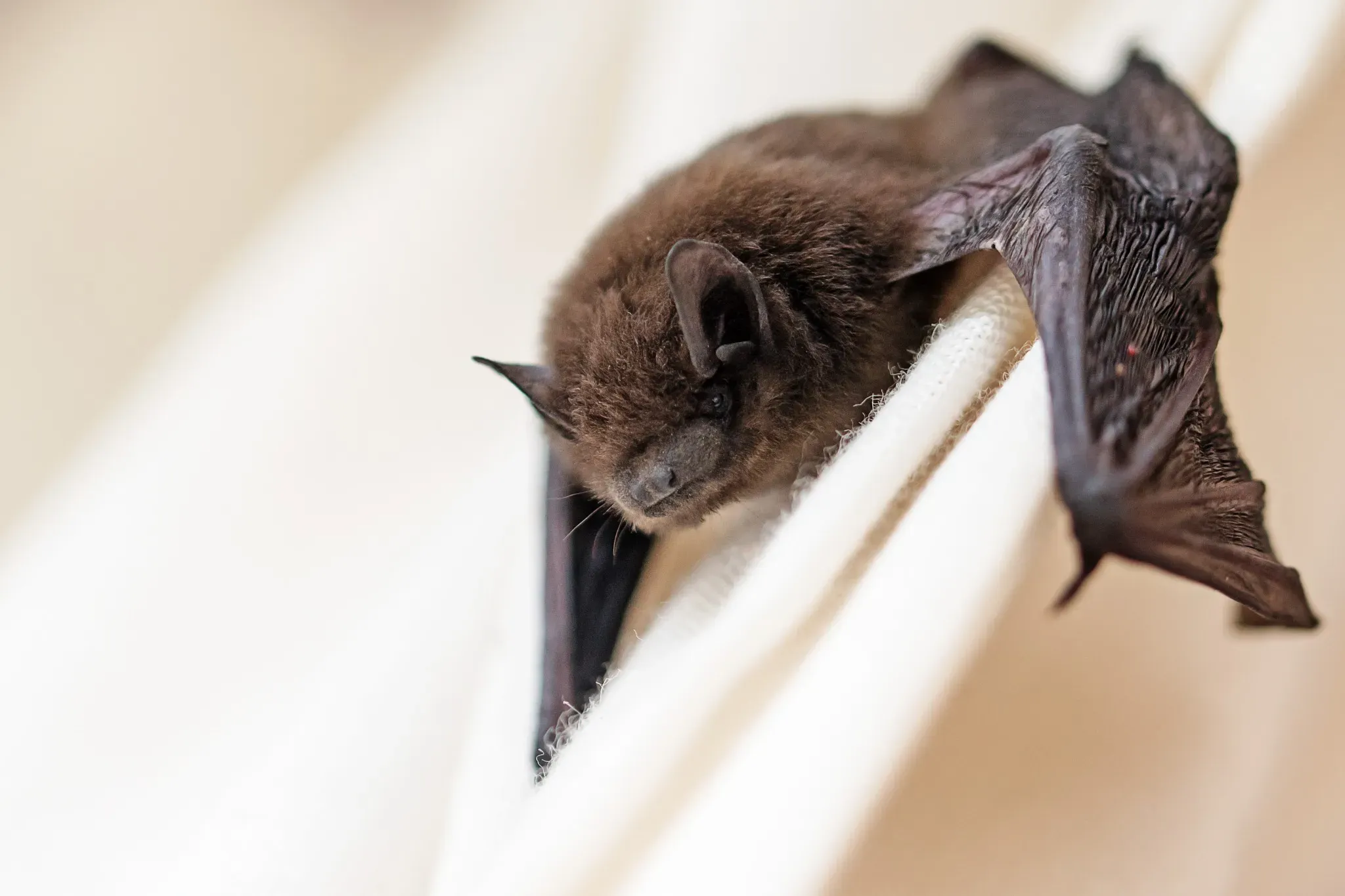 Bat clinging to window frame inside a home in Knoxville TN