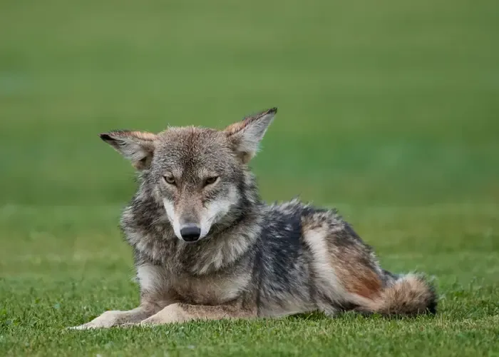 Coyote at the edge of a rural East Tennessee pasture