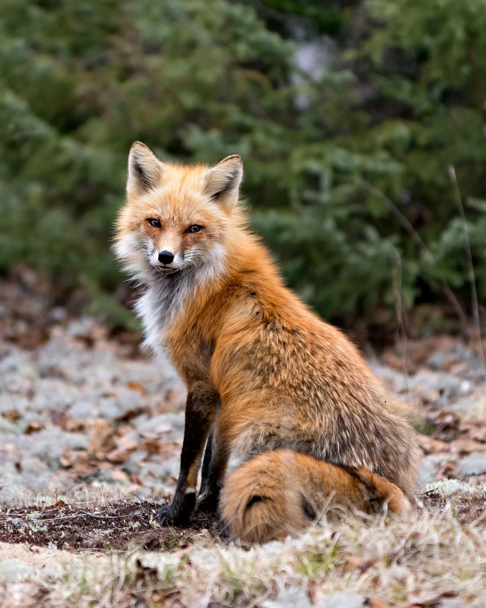 Red fox sitting near a residential property in East Tennessee