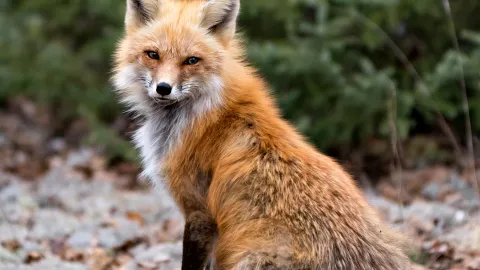Fox requiring professional wildlife removal near a Knoxville TN home served by Wills Wildlife Control
