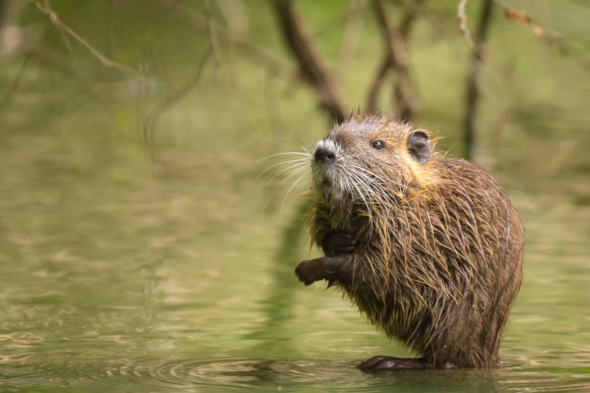 Muskrat standing in water near a pond bank in Tennessee