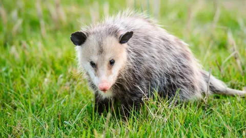 Virginia opossum nesting under a Knoxville home deck representing a common opossum infestation problem