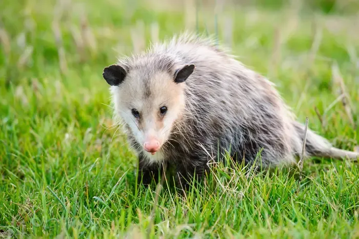 Opossum found in a yard in Knoxville Tennessee