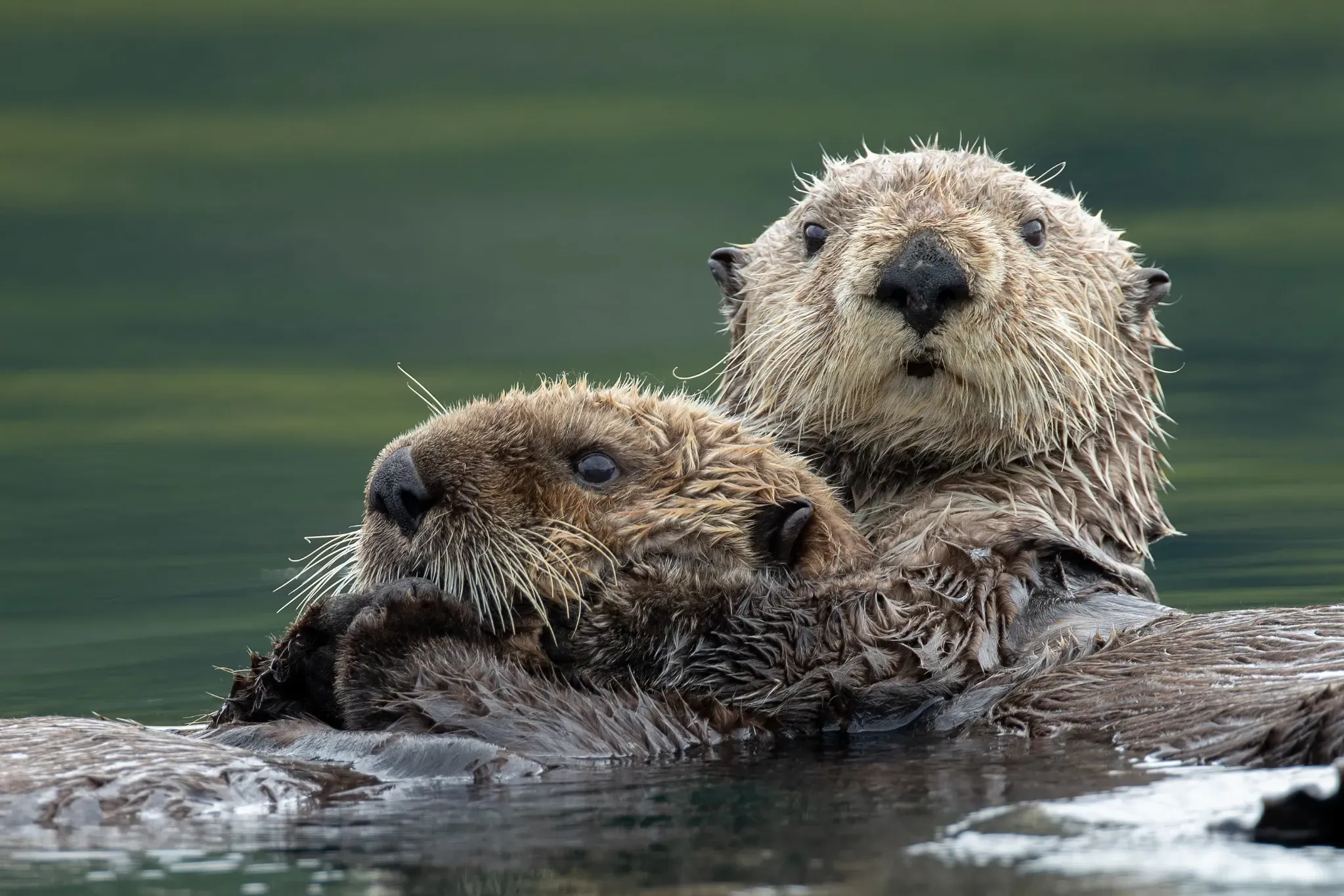 River otters in a Tennessee pond or waterway