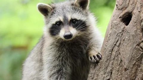 Raccoon invading Knoxville property representing the growing raccoon population problem in East Tennessee