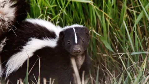 Skunk near a Knoxville residential property requiring quick and humane professional skunk removal