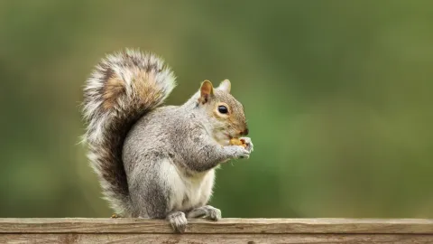 Squirrel in a Knoxville attic representing common wildlife found in East Tennessee home attics
