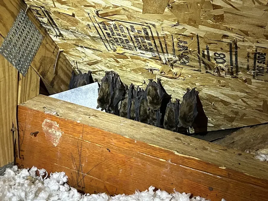 Colony of bats roosting on the framing inside an East Tennessee attic, found during a Wills Wildlife Control inspection