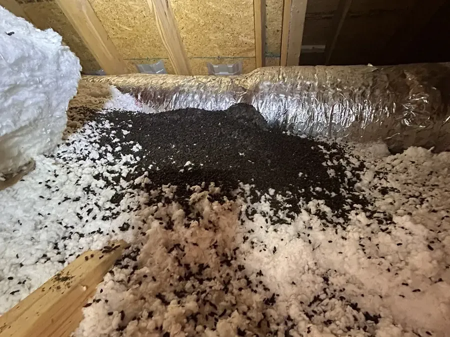 Large pile of bat guano on blown-in attic insulation beside an HVAC duct