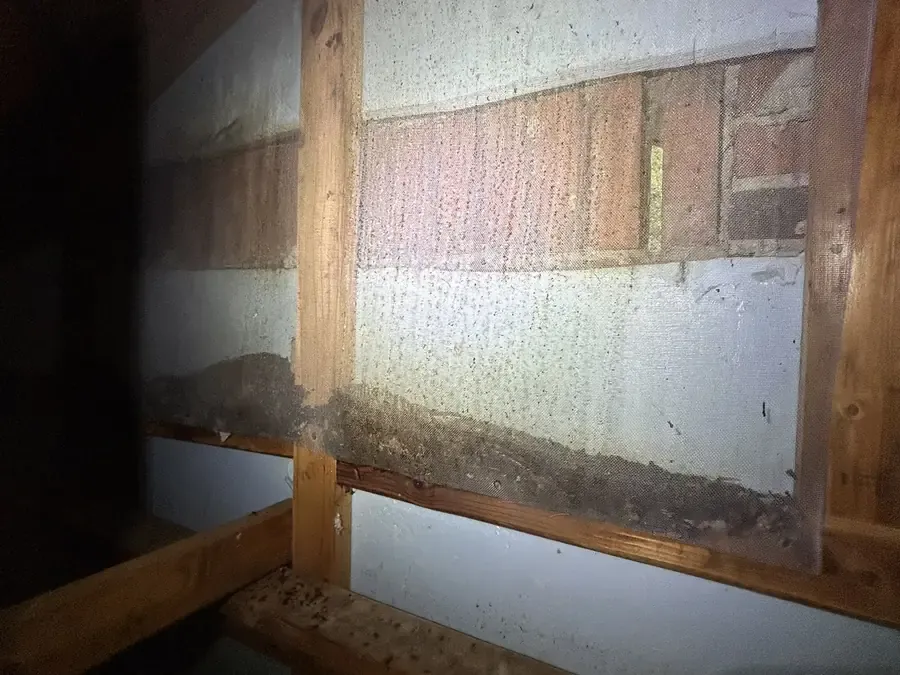 Bat guano piled along the framing below a gable vent inside a Knoxville attic