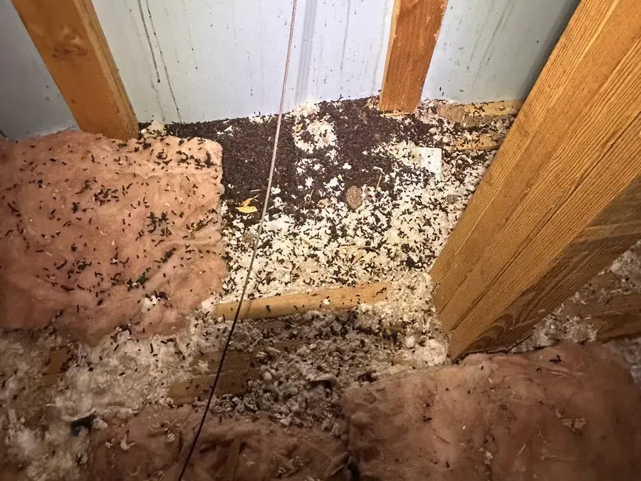 Bat guano scattered across attic insulation between wall studs in a Knoxville home