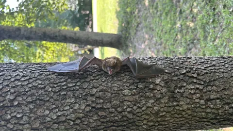 Bat roosting on a tree near a Knoxville home showing early signs of a bat infestation
