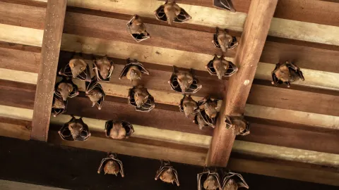 Bats roosting in a Knoxville TN attic illustrating why Tennessee bat removal laws and timing matter