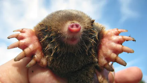 Close-up of an eastern mole showing tunneling behavior patterns found in Knoxville TN lawns