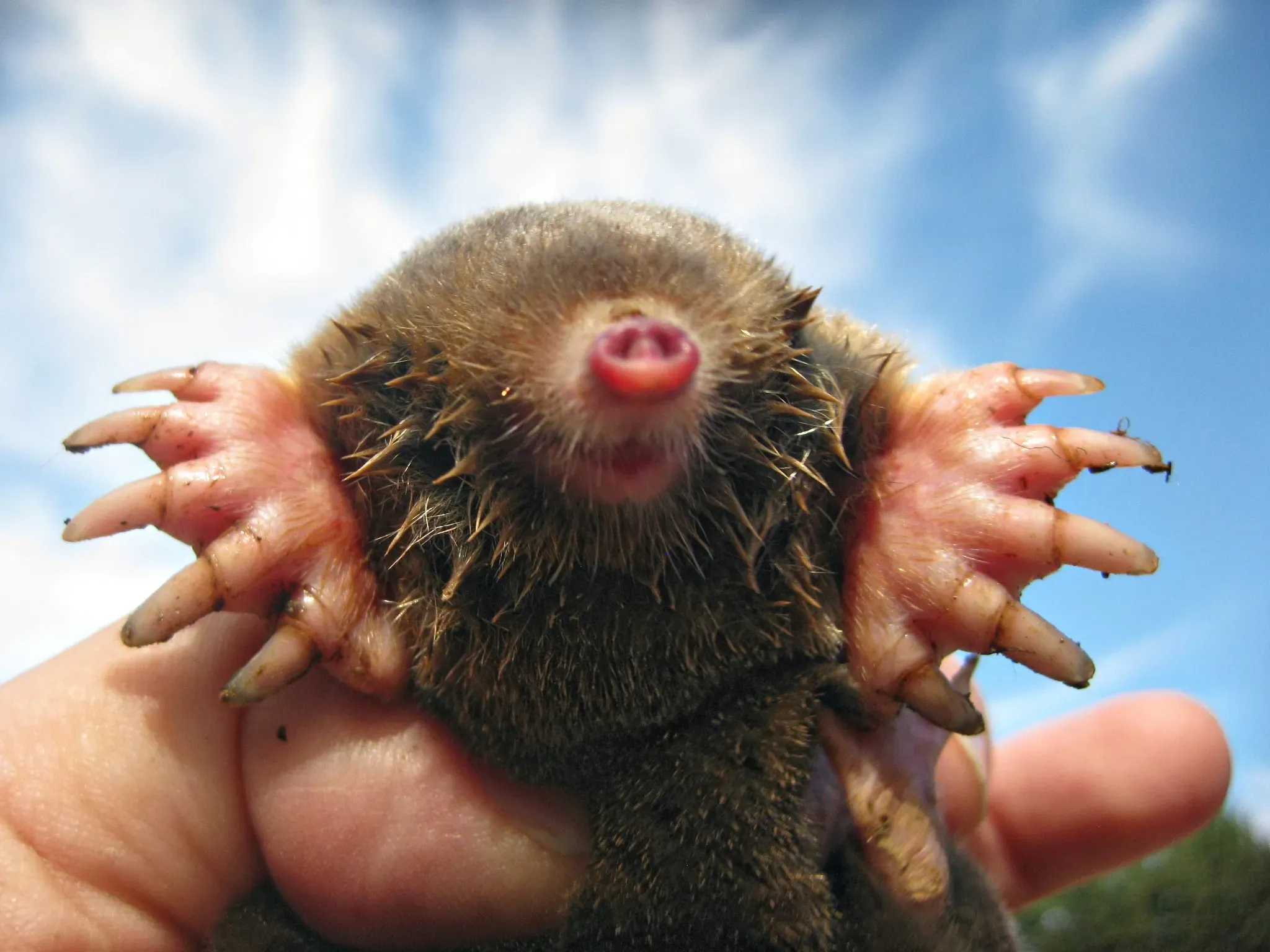 Mole Removal in Knoxville TN