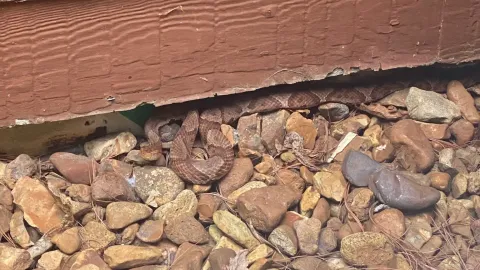 Copperhead snake found on a Knoxville TN property requiring safe professional snake removal