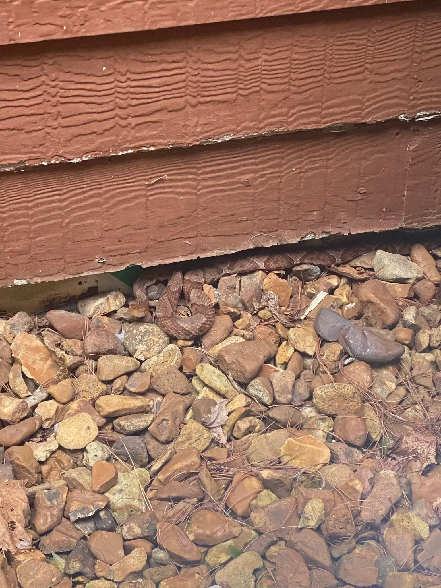 Copperhead snake found on a Knoxville TN property requiring safe professional snake removal