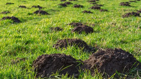 Mole tunnel mounds causing lawn damage in Knoxville TN yard requiring professional mole removal