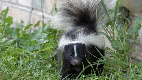 Skunk nesting beside a house near an HVAC unit in Knoxville TN requiring professional removal