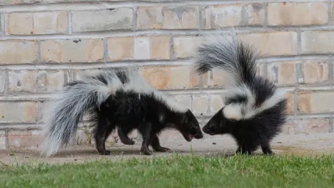 Skunk found near a home in East Tennessee requiring local professional skunk removal services