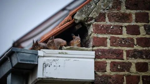 Squirrels nesting in the insulation of a Knoxville attic, a common cause of scratching noises at night