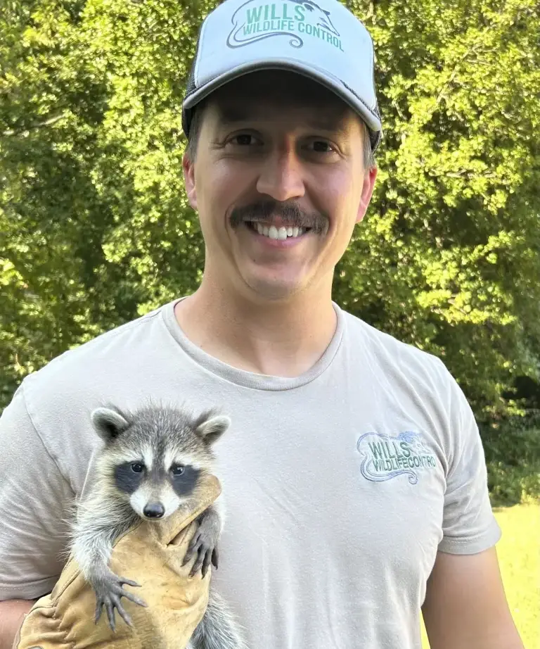 Tyler, owner of Wills Wildlife Control, holding a rescued baby raccoon in a gloved hand