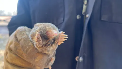 Wills Wildlife Control expert holding a mole caught in Knoxville TN showing professional removal results