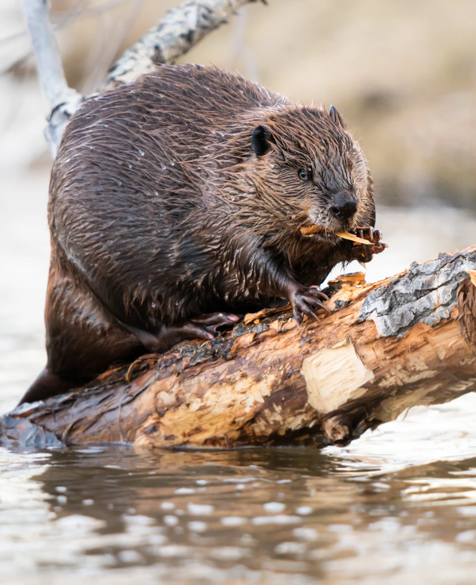 Beaver chewing through a log near a waterway causing property damage