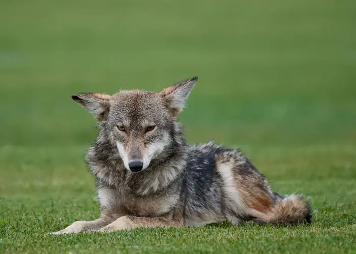 Coyote resting in a suburban yard in Knoxville Tennessee