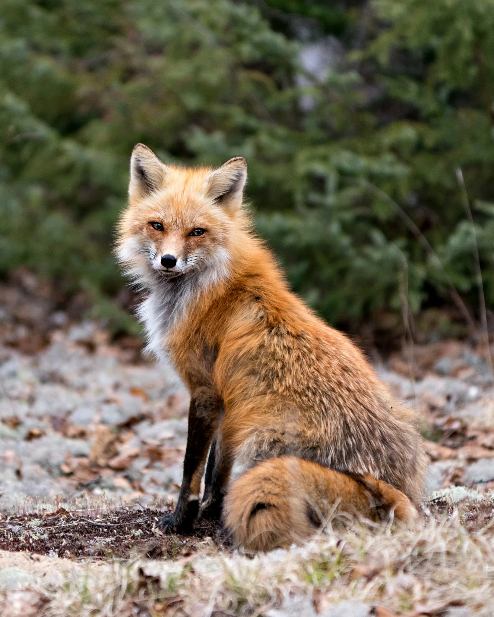Red fox sitting near a residential property in East Tennessee