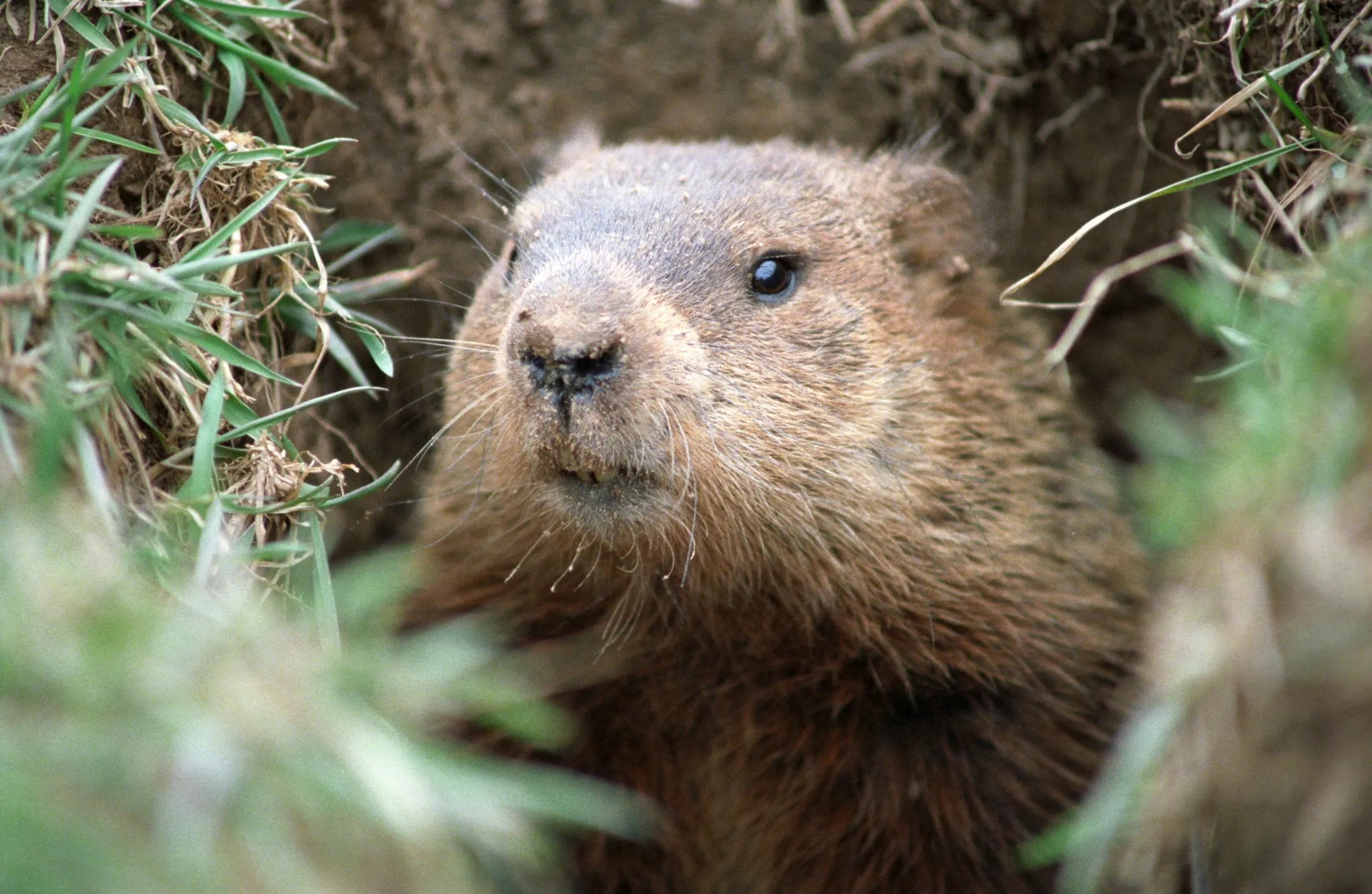 Groundhog emerging from a burrow beneath a home foundation