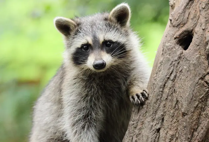 Raccoon climbing a tree near a home in Knoxville Tennessee