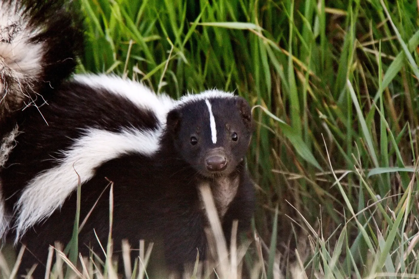 Skunk in grass near a residential property in East Tennessee