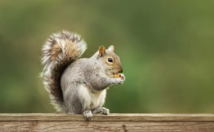 Gray squirrel on a fence near a home in Knoxville Tennessee