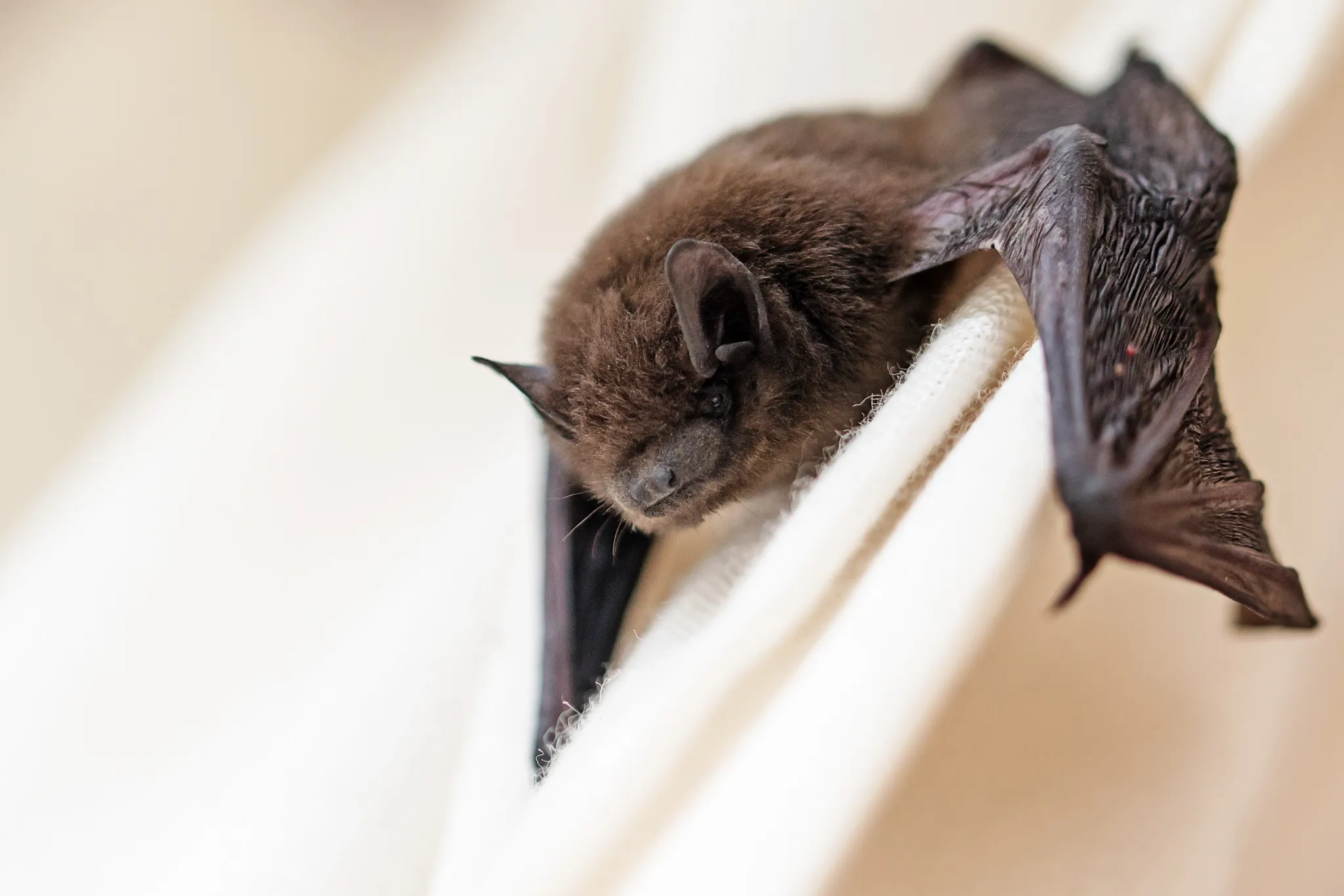 Knoxville bat removal expert on a roof