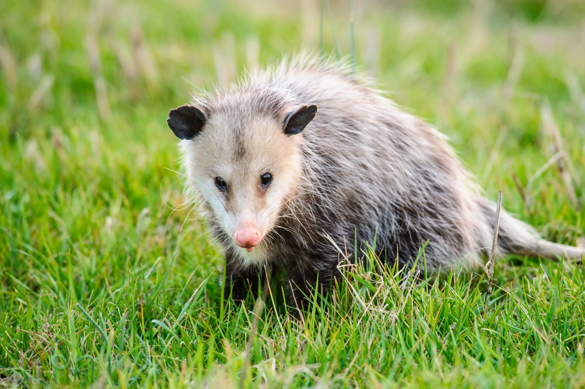 Opossum in grass