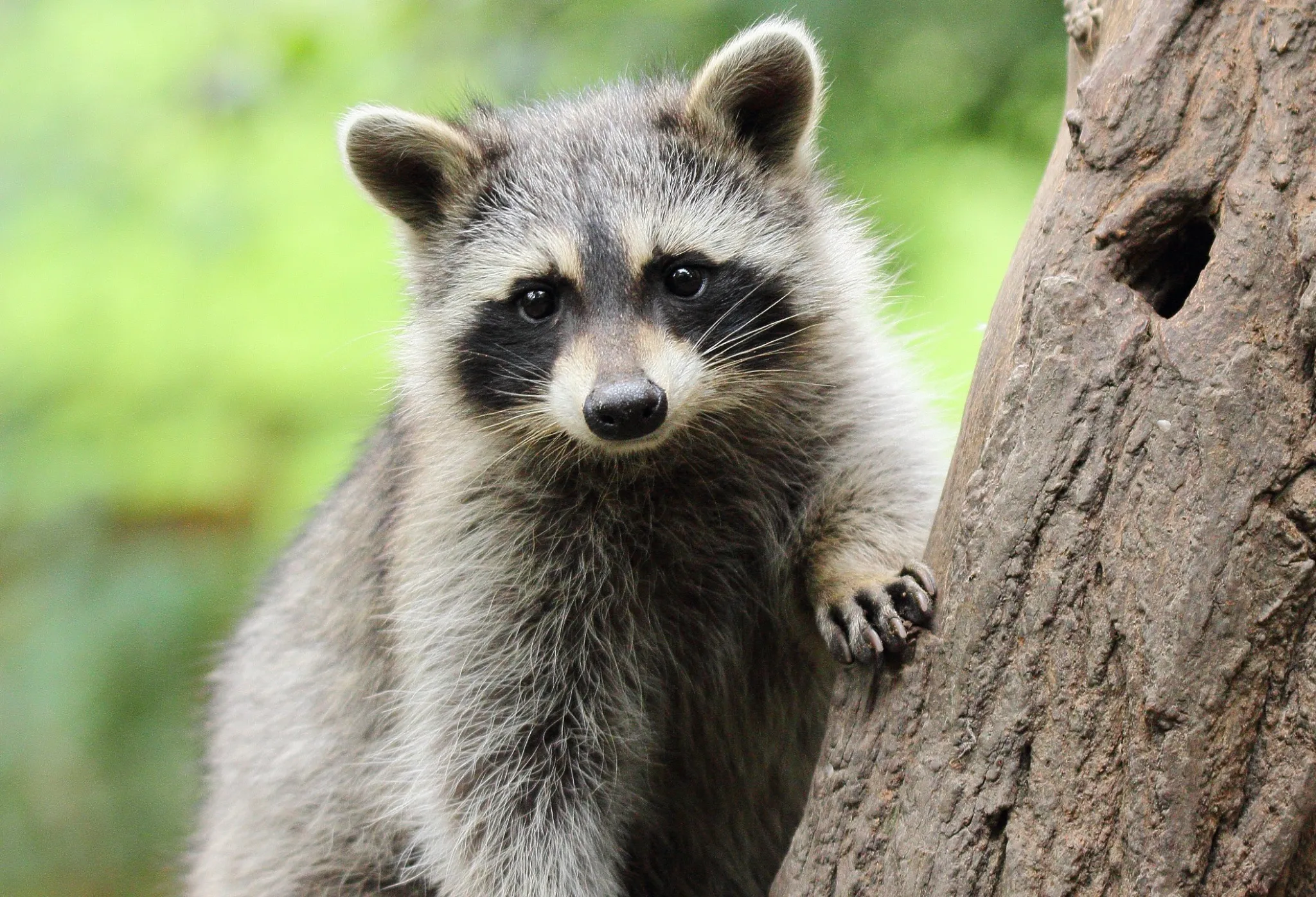Knoxville Raccoon Invasion