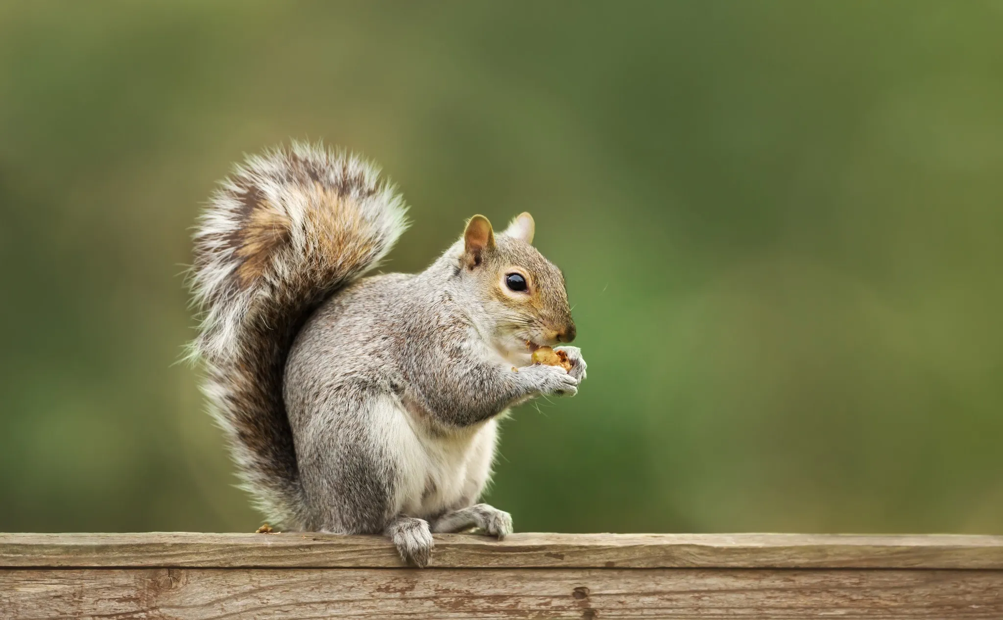Wildlife Commonly Found in Knoxville Attics