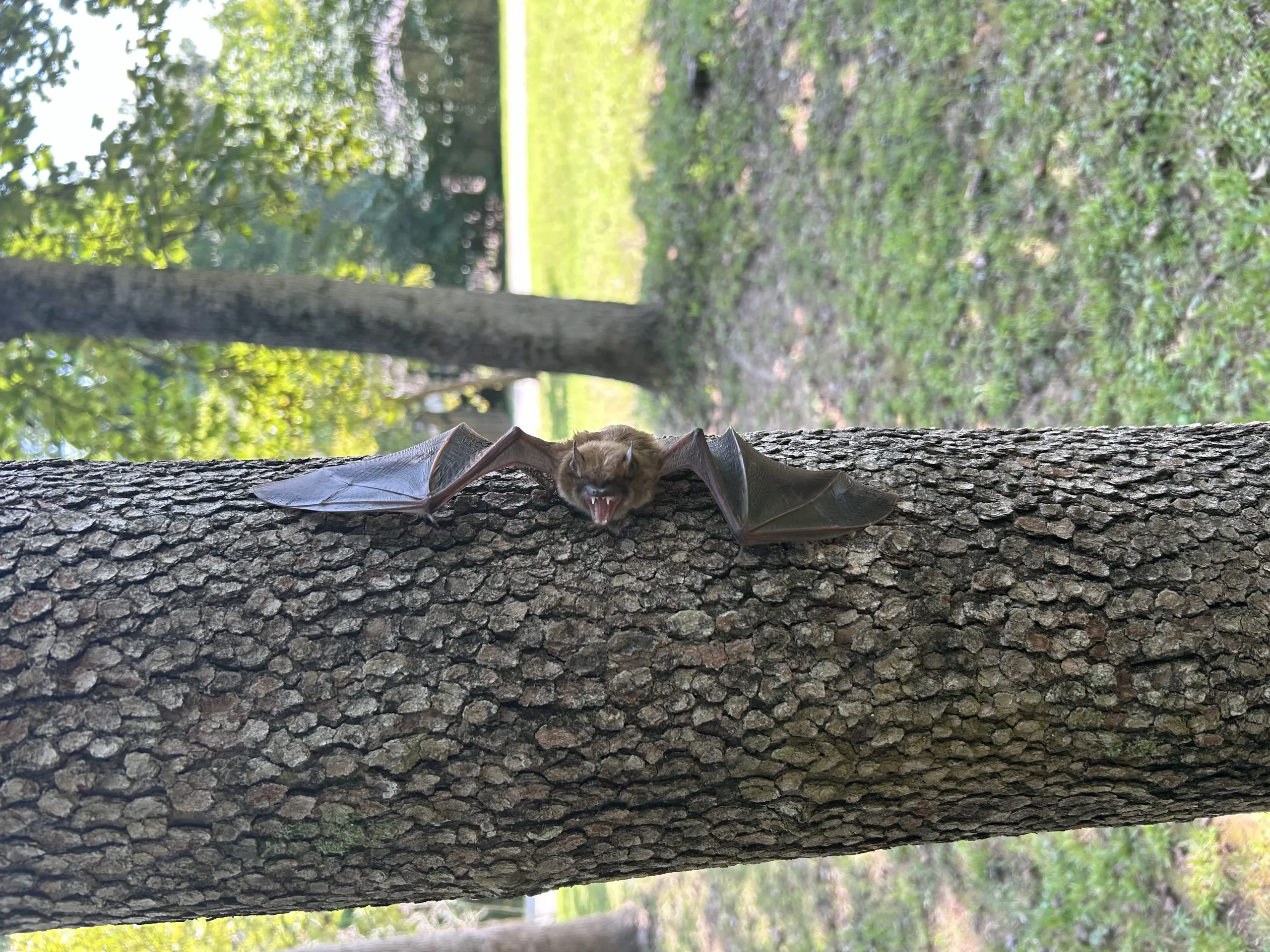 Bat roosting on a tree branch