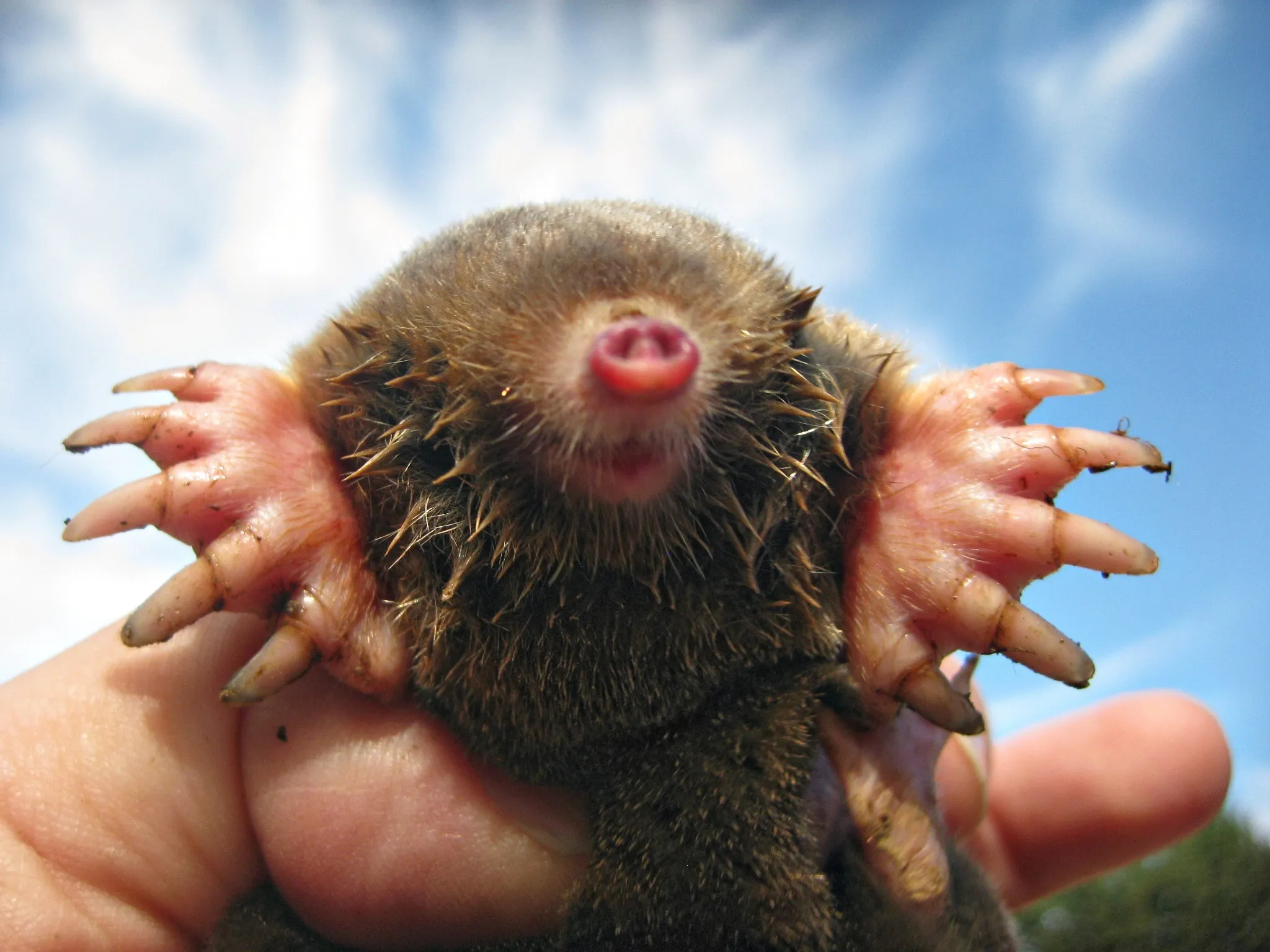 Close-up of a mole showing its digging adaptations