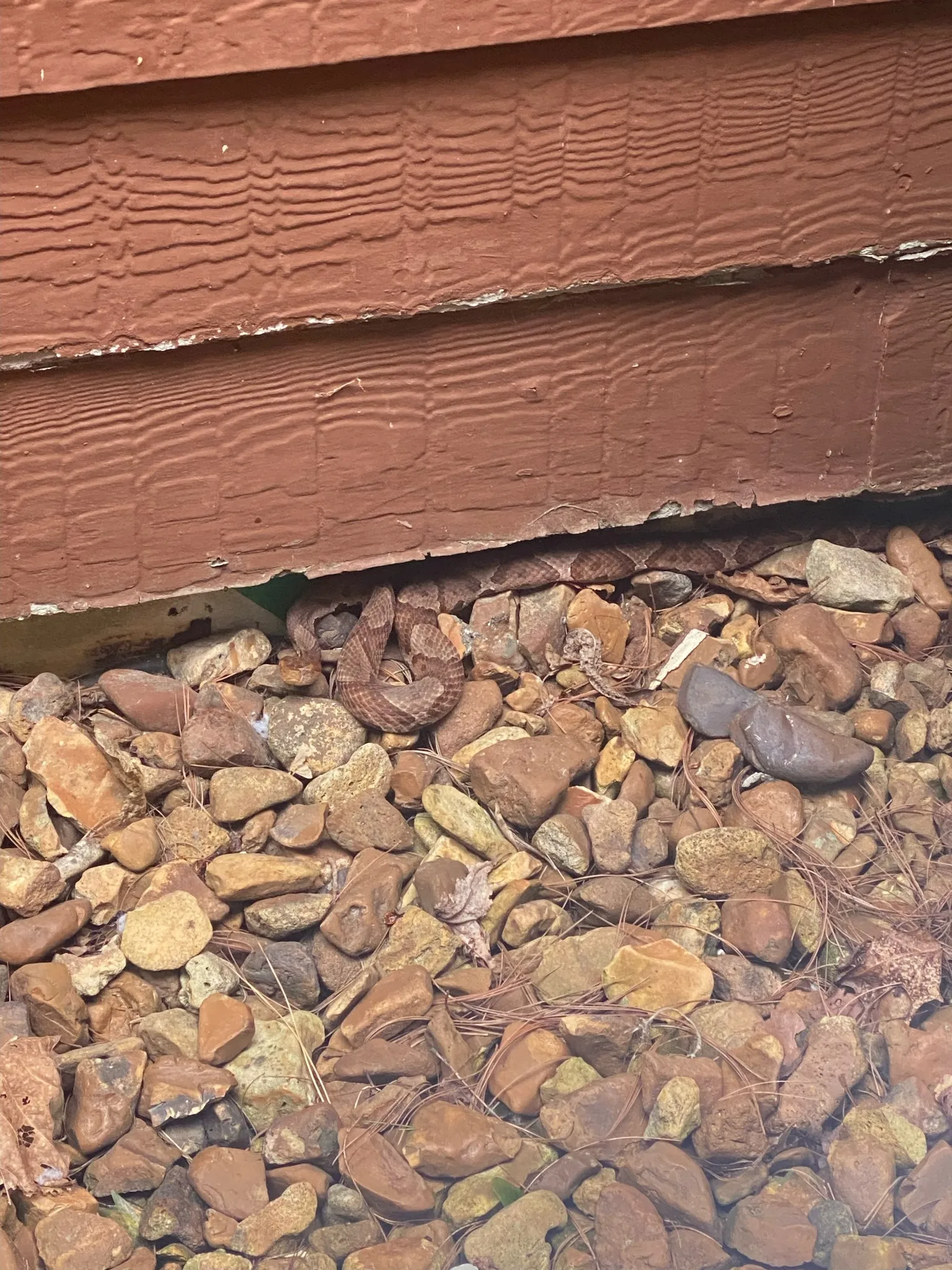 Copperhead snake hiding under house siding