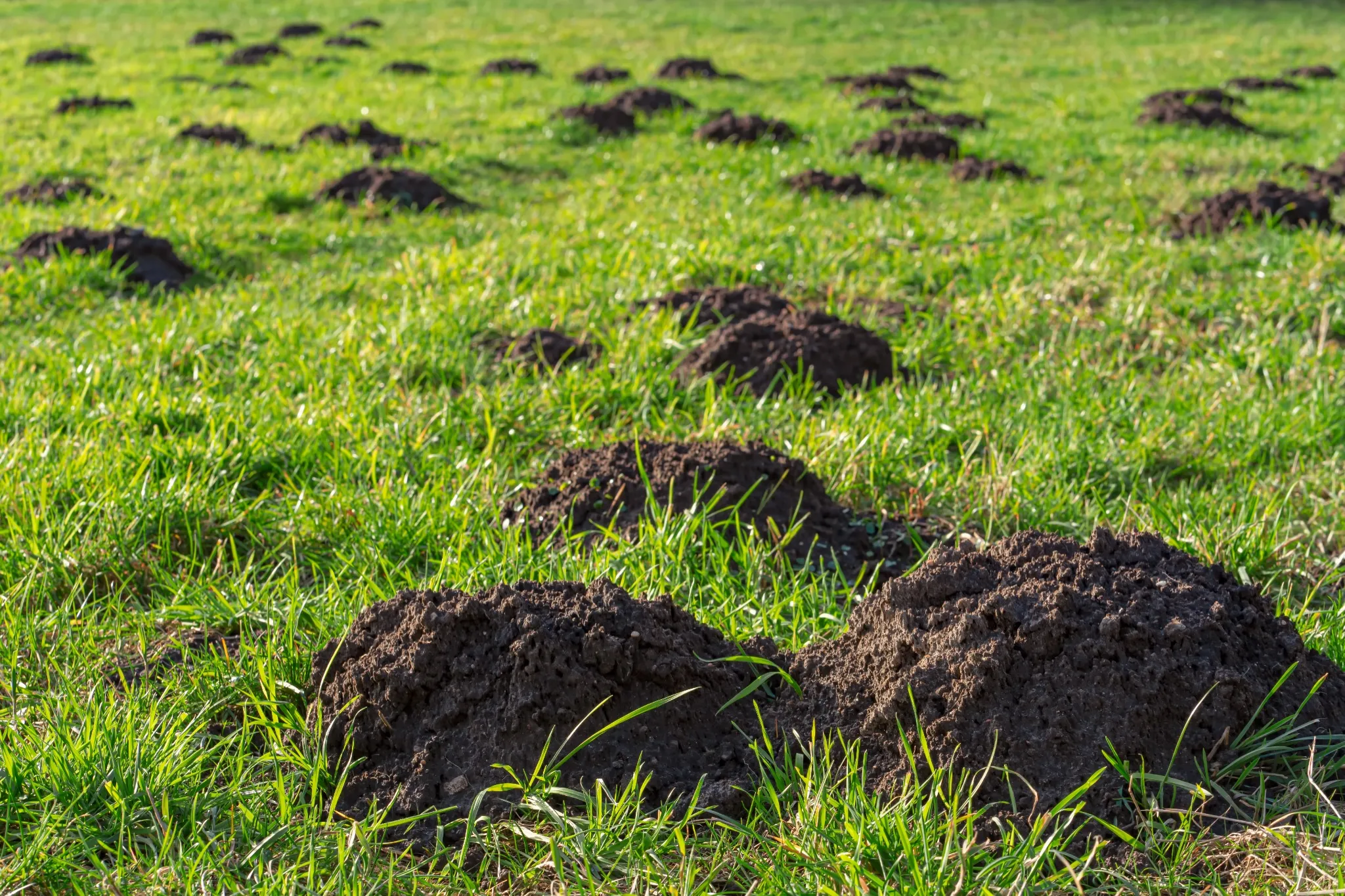 Fresh molehills scattered across a lawn