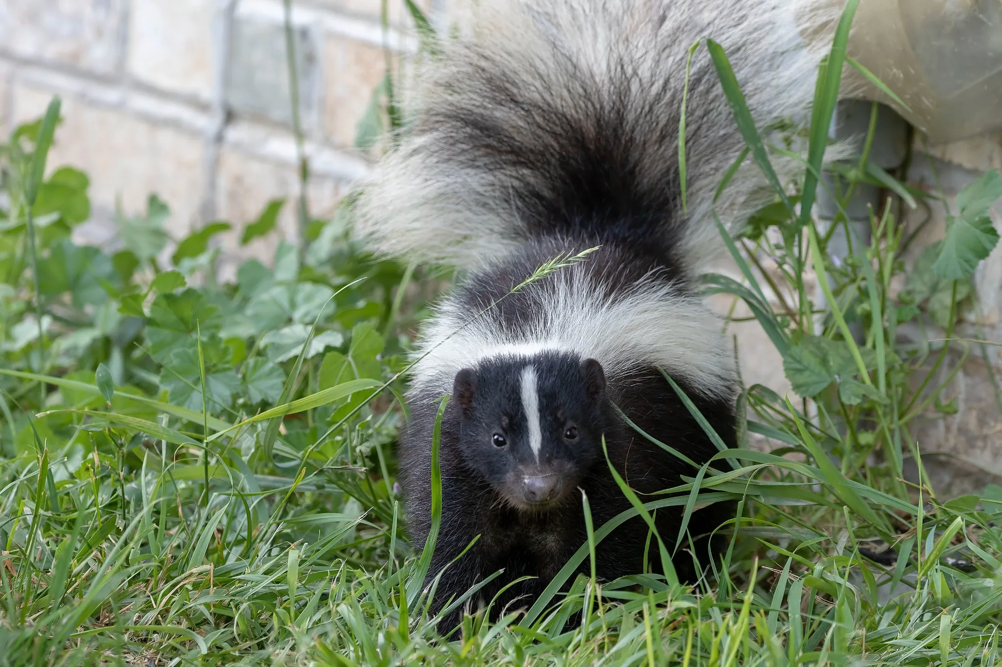Skunk near an outdoor HVAC unit