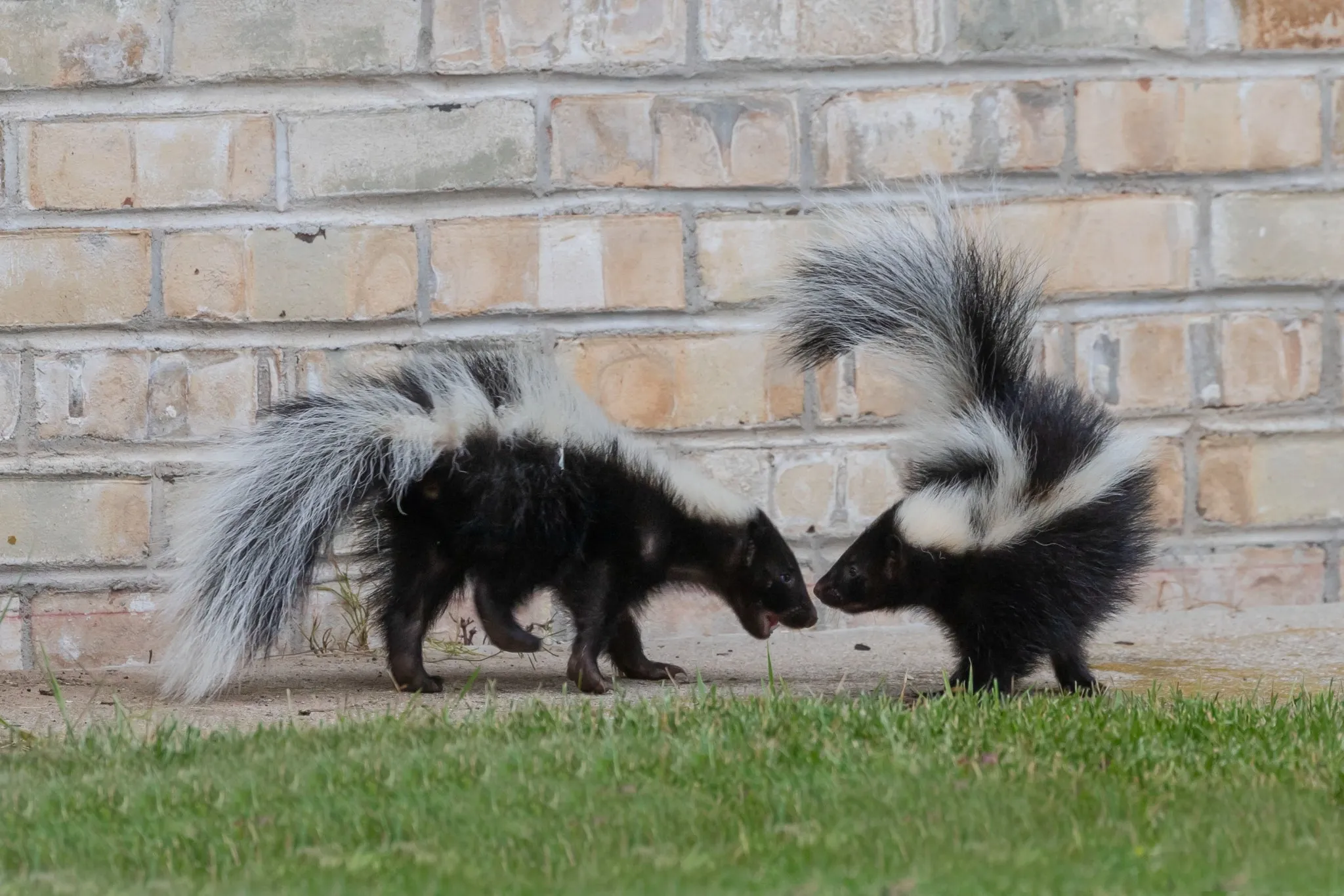 Two skunks in a grassy area