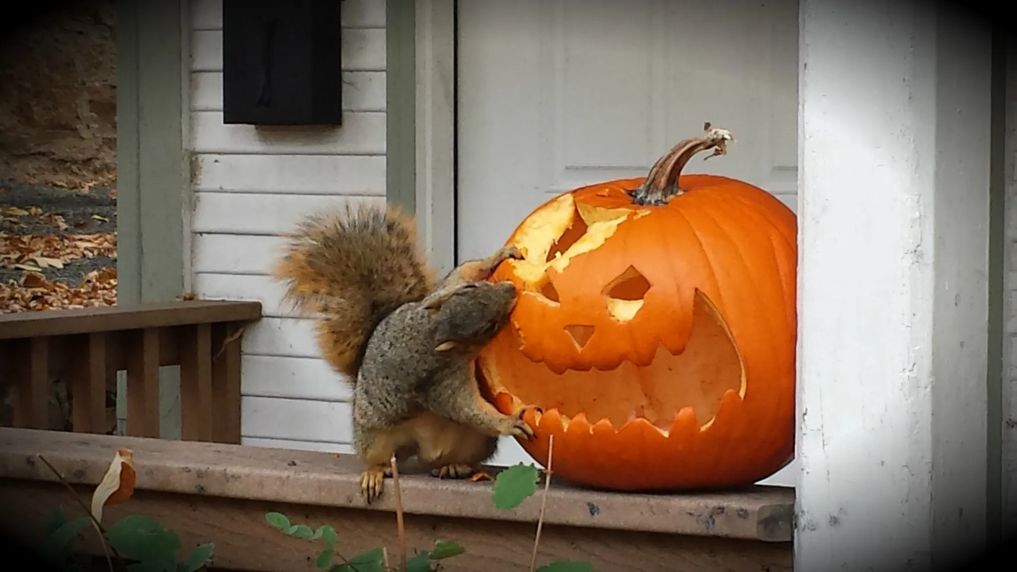 Squirrel eating a pumpkin