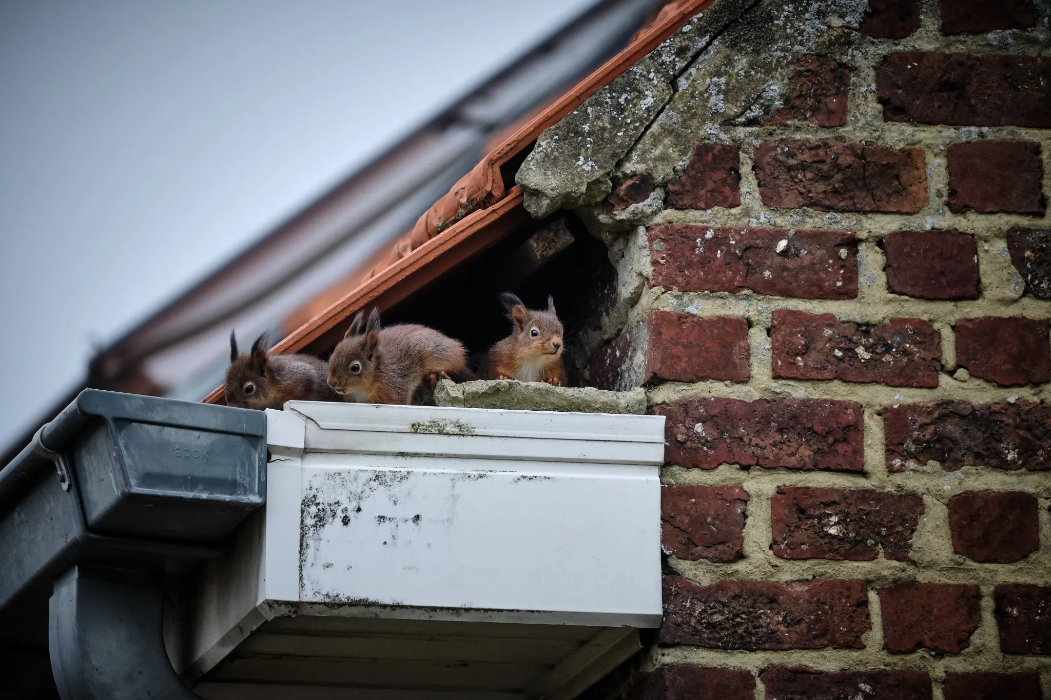 Squirrels nesting in attic insulation