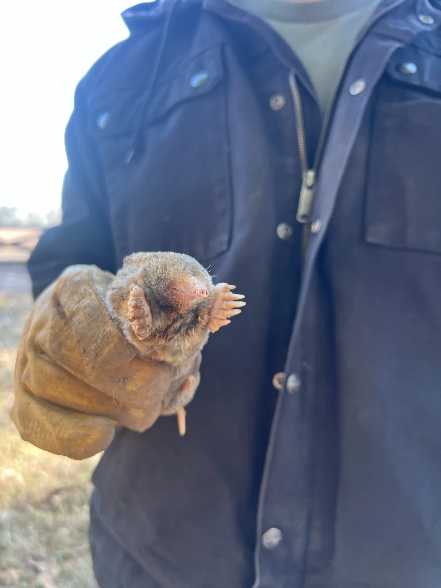 Wildlife professional handling a mole with gloves