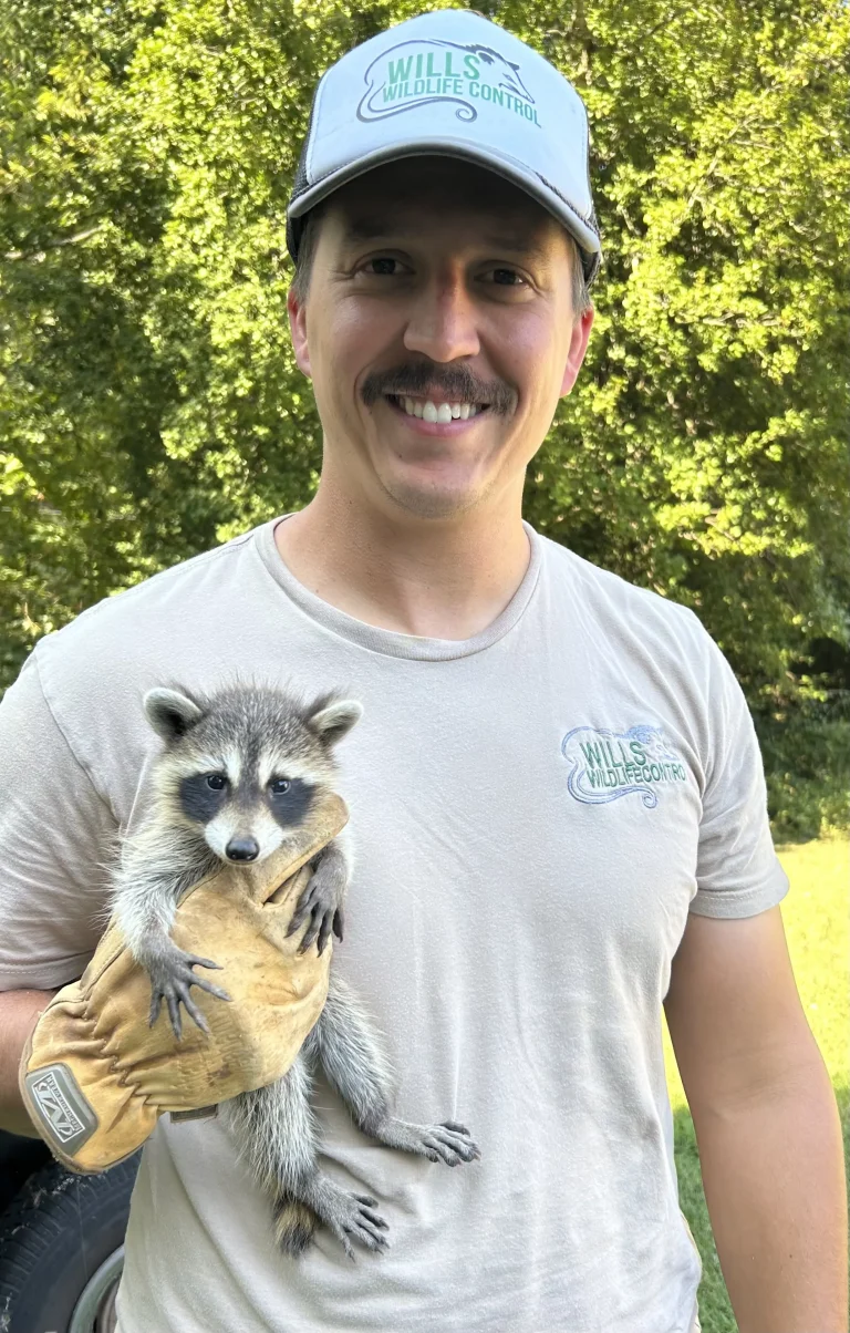 Wildlife control technician safely holding rescued baby raccoon during humane wildlife removal service outdoors